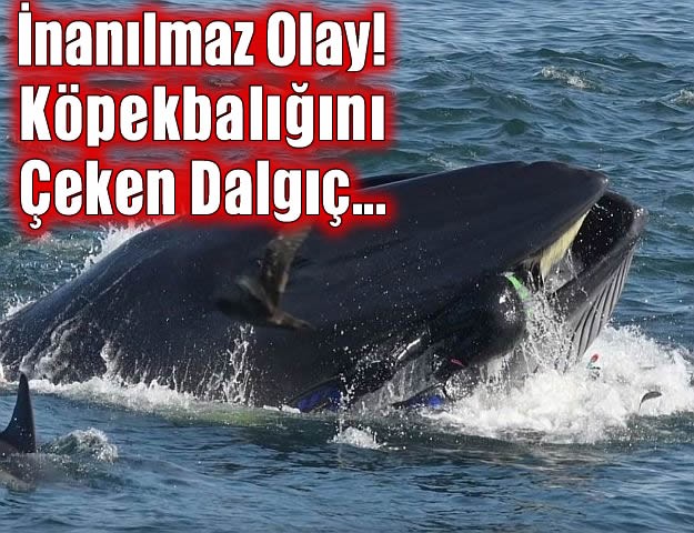 İnanılmaz Olay! Köpekbalığını Çeken Dalgıç...