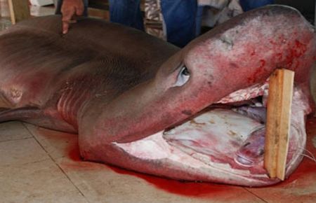 250 Kiloluk Balık Yakaldılar 