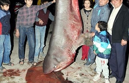 2,5 metre, 600 kilo!