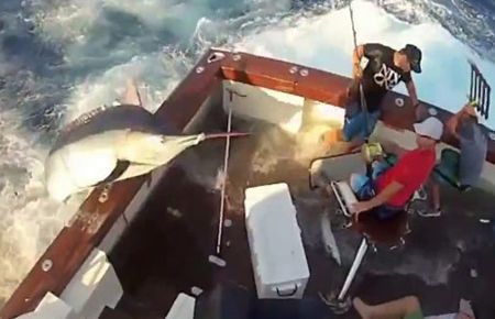 270 Kiloluk Balık Tekneye Böyle Atladı