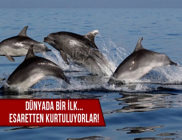 Dünyada Bir İlk... Esaretten Kurtuluyorlar!