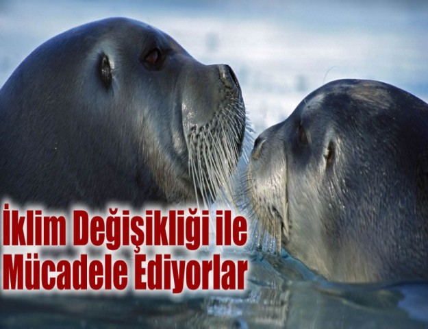 İklim Değişikliği ile Mücadele Ediyorlar
