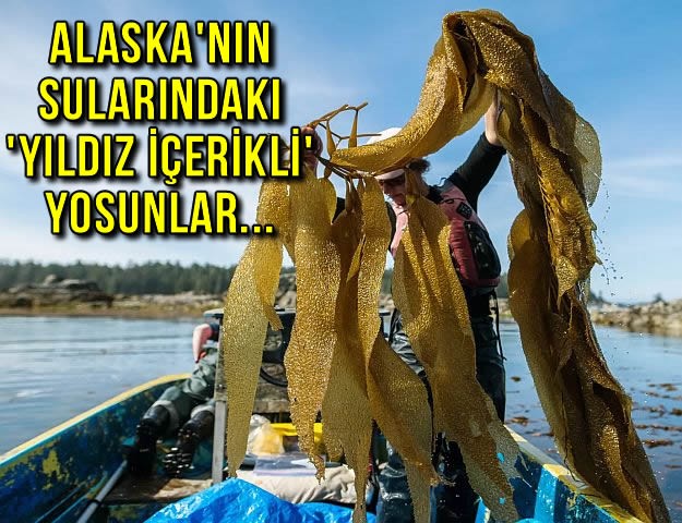 Alaska'nın sularındaki 'yıldız içerikli' yosunu