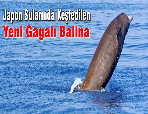 Japon Sularında Keşfedilen Yeni Gagalı Balina