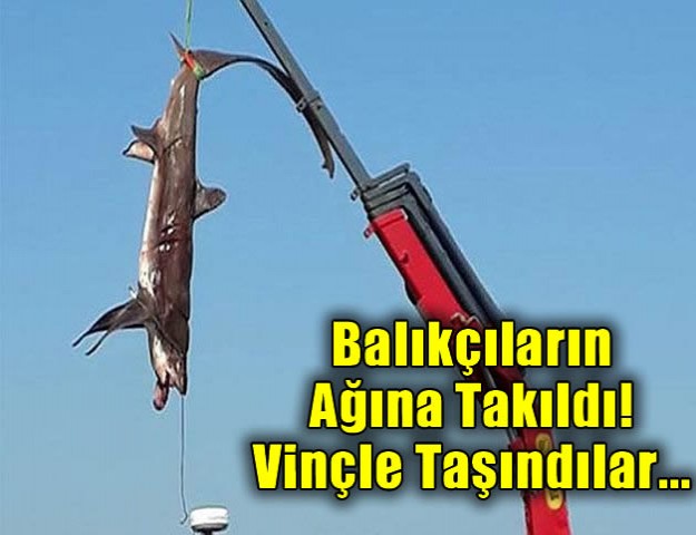 Balıkçıların Ağına Takıldı! Vinçle Taşındılar...