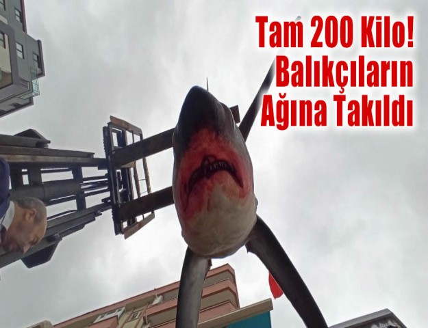 Tam 200 Kilo! Balıkçıların Ağına Takıldı