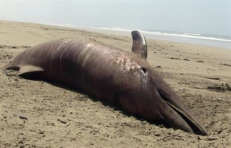 400'den fazla yunus ölü bulundu!