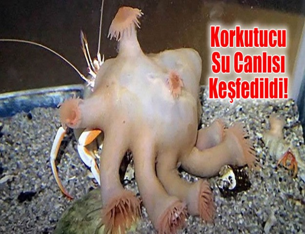 Korkutucu Su Canlısı Keşfedildi!