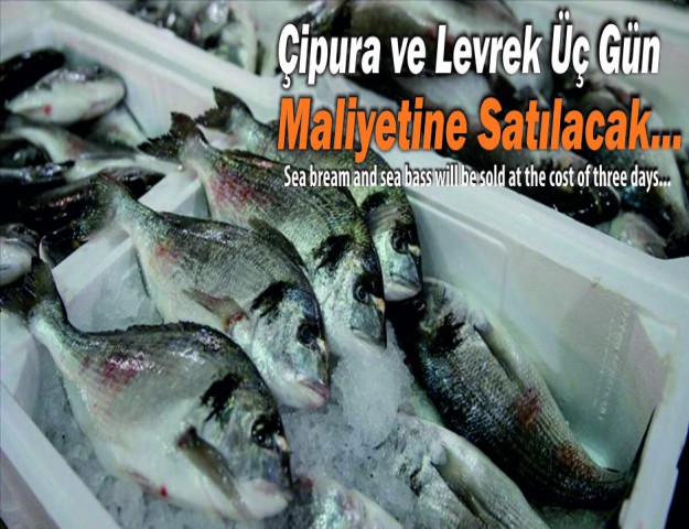Çipura ve Levrek Üç Gün Maliyetine Satılacak...