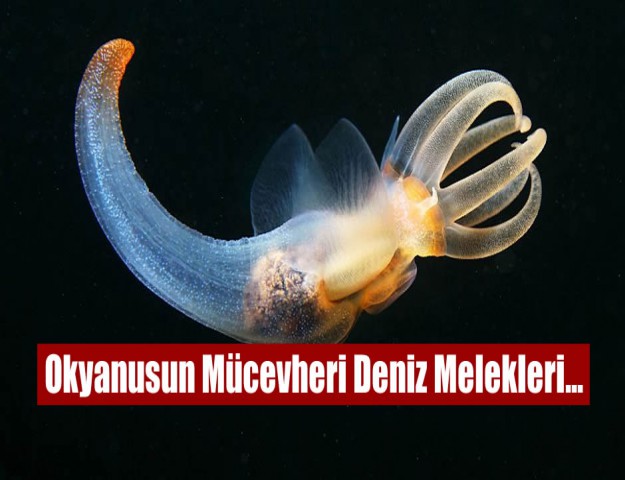 Okyanusun Mücevheri Deniz Melekleri...