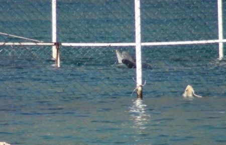 4 yunusun Kaş'taki esareti 8. gününde 