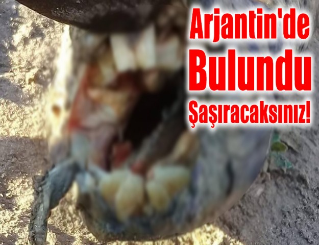 Arjantin'de Bulundu!