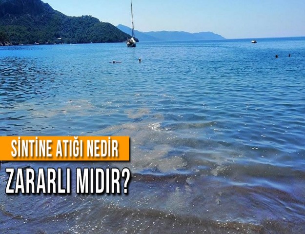 Sintine Atığı Nedir Zararlı Mıdır?