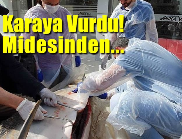 Karaya Vurdu! Midesinden...