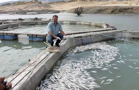 500 Bin Balık Telef Oldu 