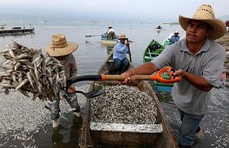 50 ton balık öldü