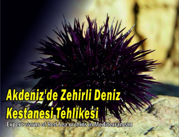 Akdeniz'de Zehirli Deniz Kestanesi Tehlikesi