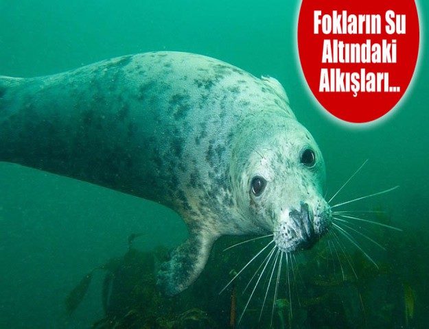 Fokların Su Altındaki Alkışları...