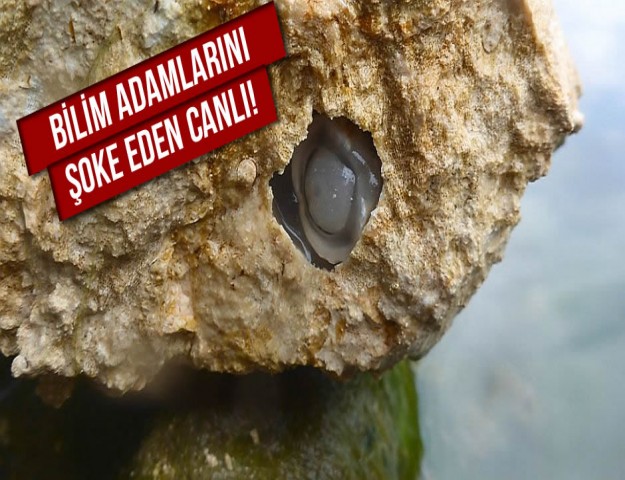 Bilim Adamlarını Şoke Eden Canlı!