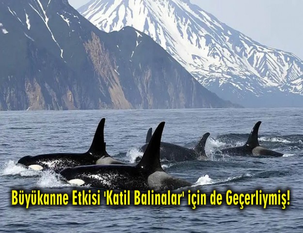 Büyükanne Etkisi 'Katil Balinalar' için de Geçerliymiş!