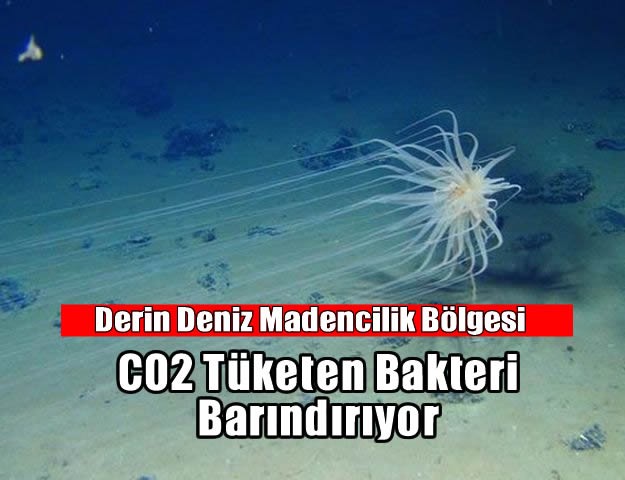 Derin Deniz Madencilik Bölgesi CO2 Tüketen Bakteri Barındırıyor.