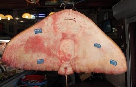 64 Kiloluk Vatoz Yakaladılar