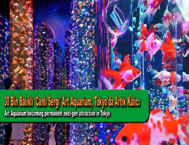 30 Bin Balıklı 'Canlı Sergi' Art Aquarium, Tokyo'da Artık Kalıcı
