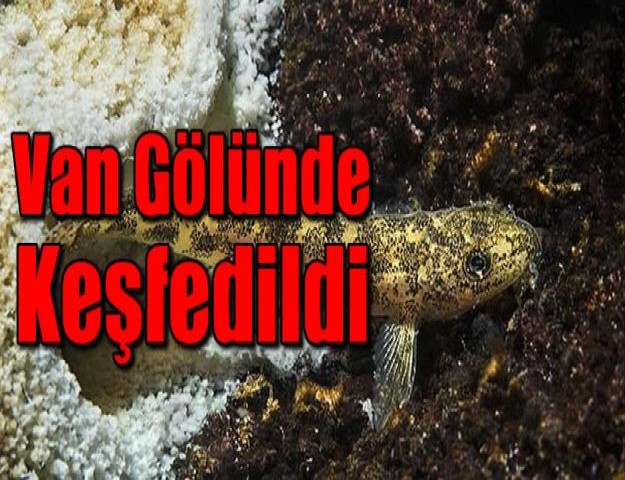 Van Gölü'nün "yeni balığı"na su altı kameralı takip
