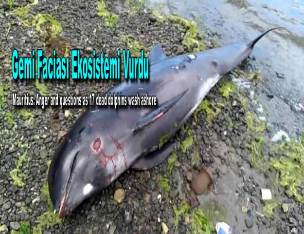 Gemi Faciası Ekosistemi Vurdu