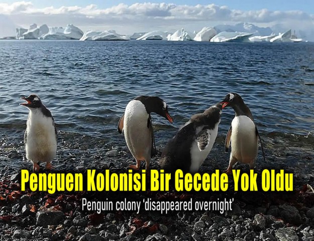 Penguen Kolonisi Bir Gecede Yok Oldu