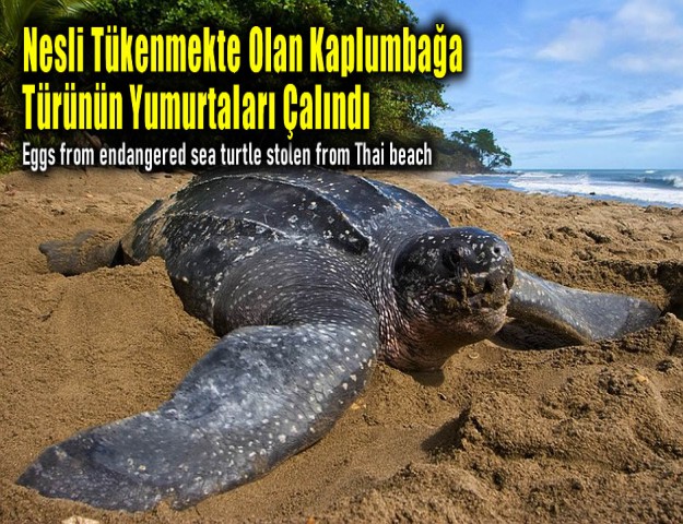 Nesli Tükenmekte Olan Kaplumbağa Türünün Yumurtaları Çalındı