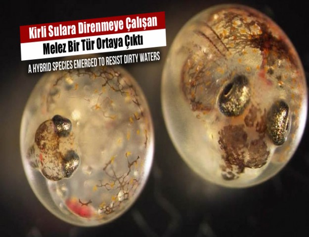 Kirli Sulara Direnmeye Çalışan Melez Bir Tür Ortaya Çıktı