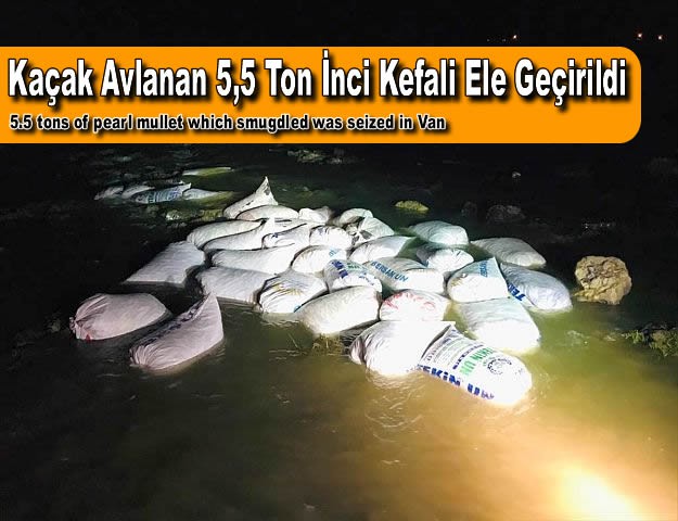 Kaçak Avlanan 5,5 Ton İnci Kefali Ele Geçirildi