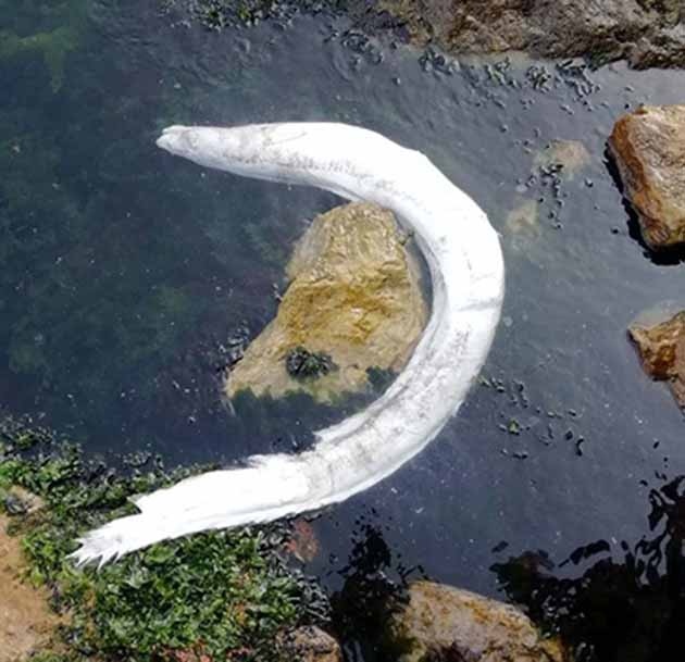 Dev Yılan Balığı Şaşkınlık Yarattı