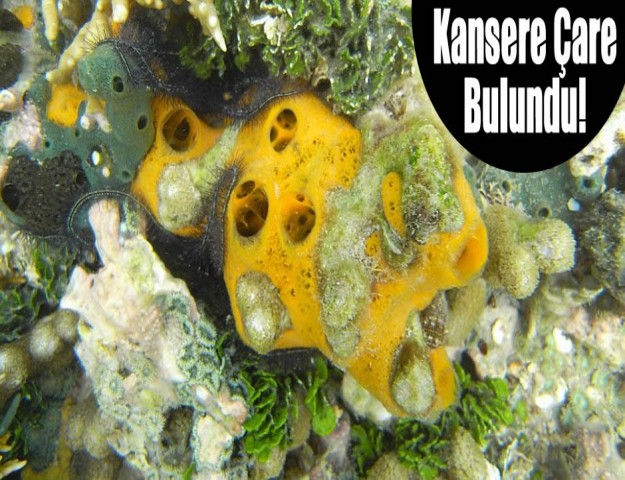 Kansere Çare Bulundu!