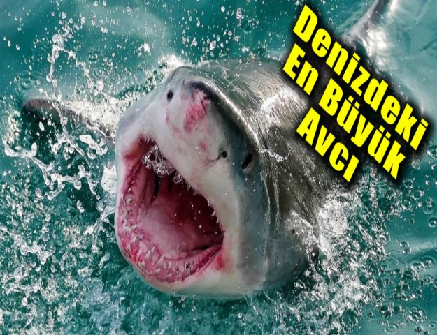 Denizdeki En Büyük Avcı
