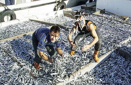 Aç gözlü balıkçının hırsı Hamsiyi bitirdi