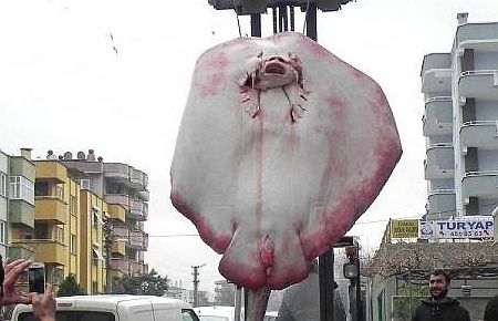 Ağlara 320 Kilogramlık Dev Vatoz Balığı Takıldı 