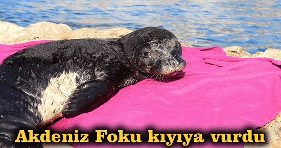 Akdeniz Foku kıyıya vurdu