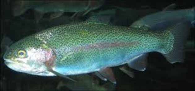 'Gökkuşağı Alabalığı' Somon Olarak Satılıyor