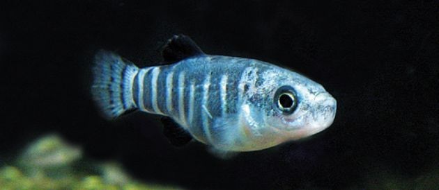 Anadolu'da Her İki Balıktan Biri