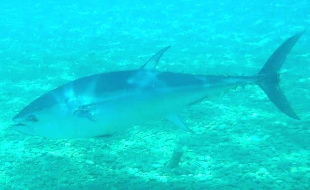 Okyanusa Ait Olan Balık Konyaaltı Sahilinde Görüldü