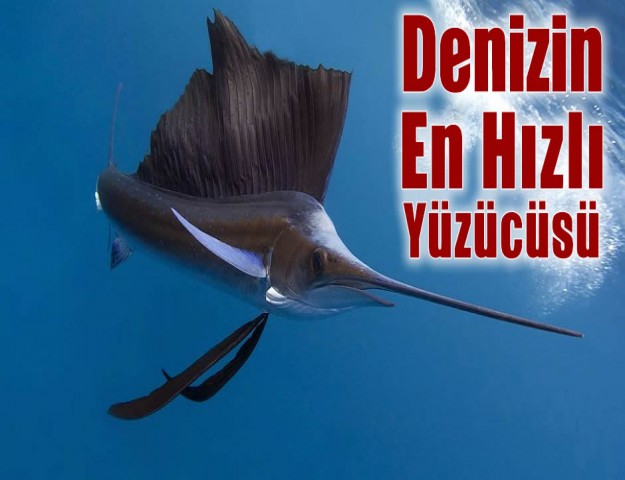 Denizin En Hızlı Yüzücüsü...