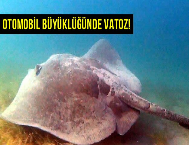 Otomobil Büyüklüğünde Vatoz!