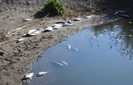 Balık ölümleri korkutuyor!