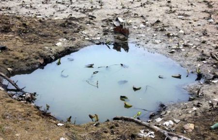 Balık türleri yok oldu!