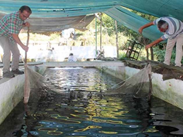 Yılda 150 Ton Balık Üretiyor