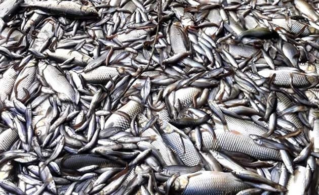 Binlerce Balık Telef Oldu