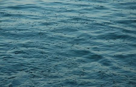 Balıklar Oksijensiz Kaldı, Söylentiler Başladı!