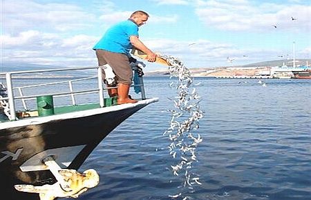 Balıkları Denize Döktüler